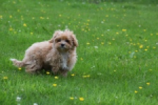 Maltipoo (teef) 64807