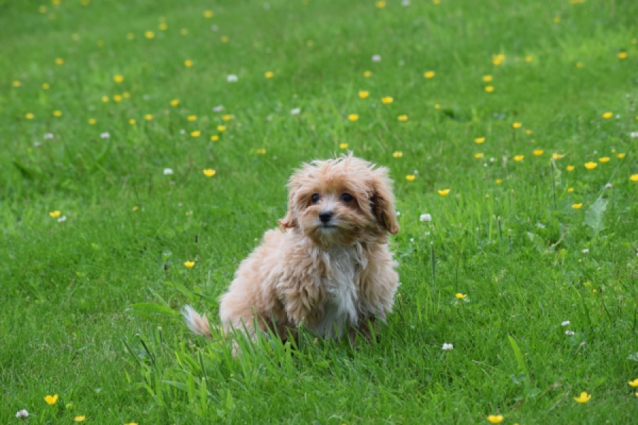 Maltipoo (teef) 64807