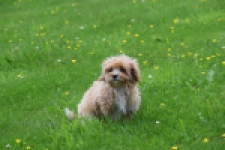 Maltipoo (teef) 64807