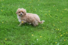 Maltipoo (teef) 64807
