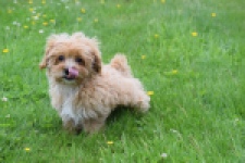 Maltipoo (teef) 64807