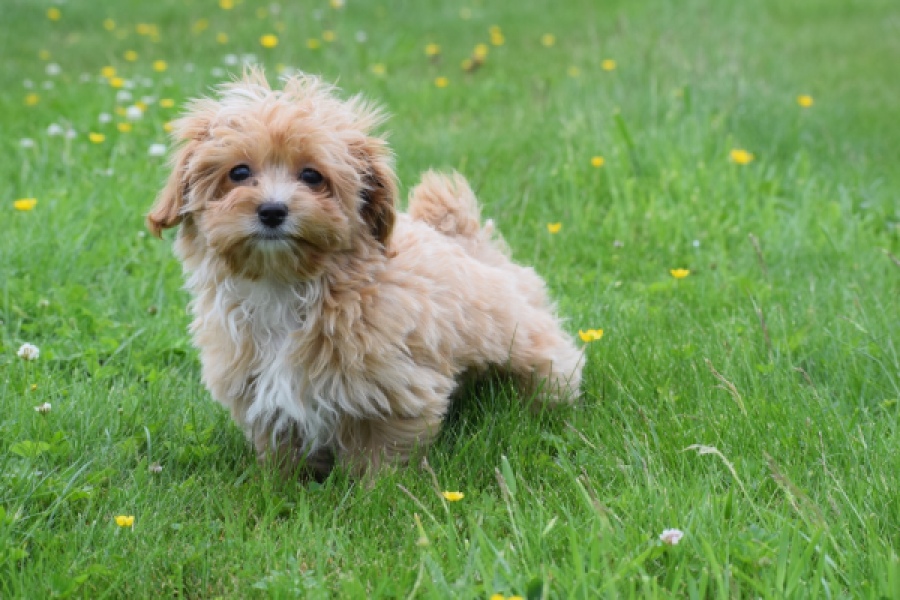 Maltipoo (teef) 64807