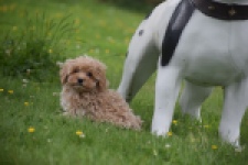 Maltipoo (reu) 63941