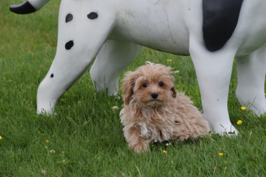 Maltipoo (reu) 63941