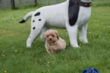 Maltipoo (reu) 63941