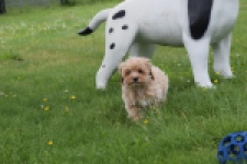 Maltipoo (reu) 63941