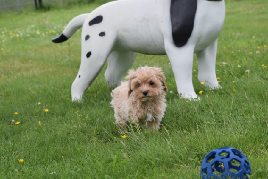 Maltipoo (reu) 63941