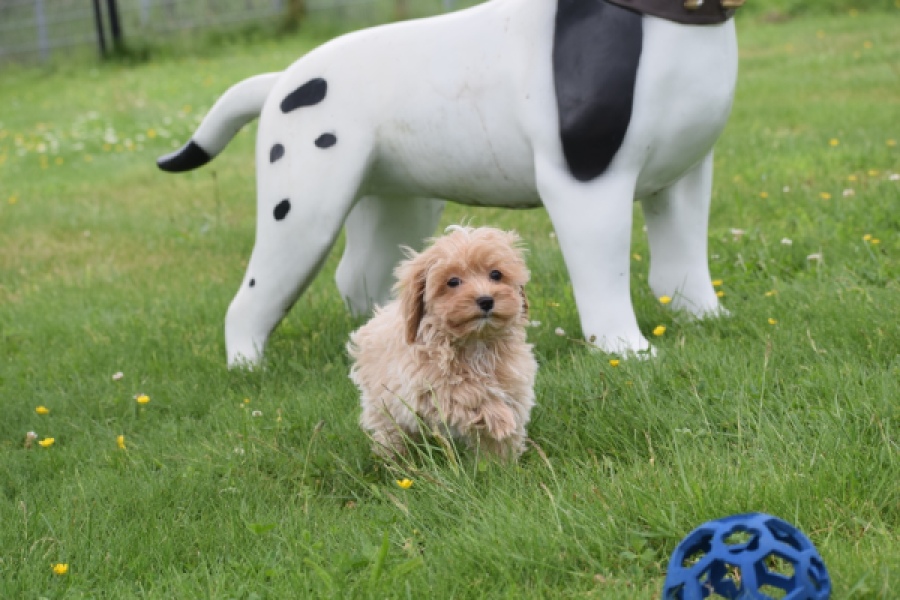 Maltipoo (reu) 63941