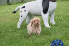 Maltipoo (reu) 63941