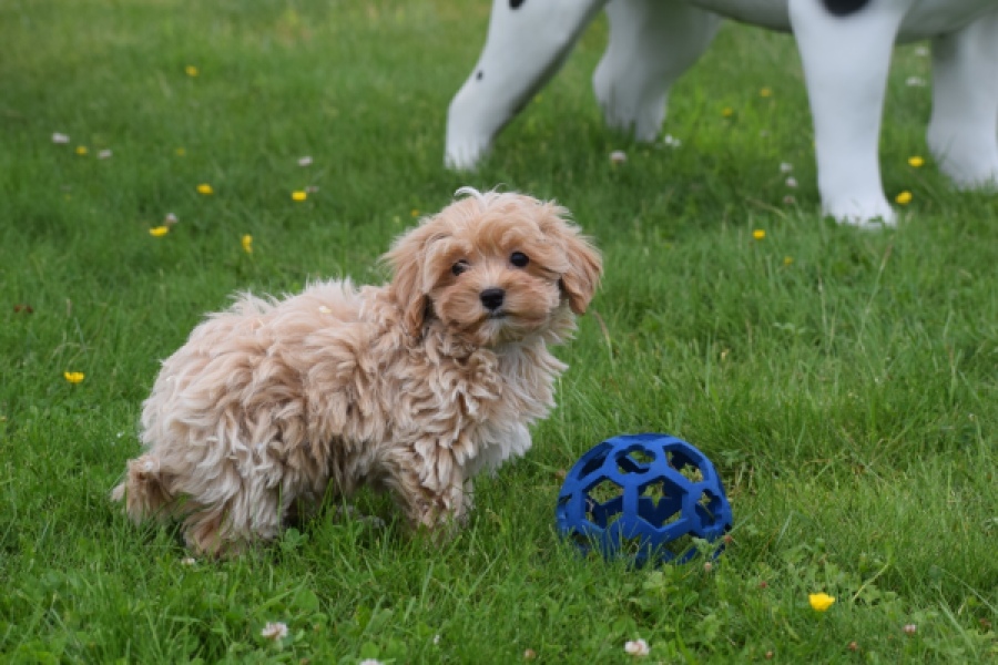 Maltipoo (reu) 63941