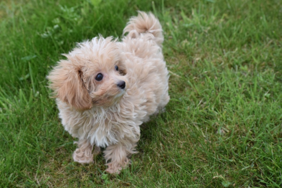 Maltipoo (reu) 64332