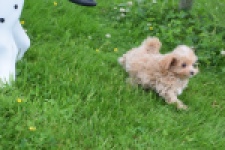 Maltipoo (reu) 64332