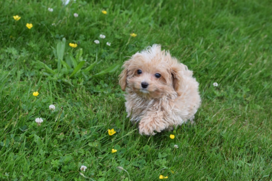 Maltipoo (reu) 64332