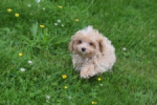 Maltipoo (reu) 64332