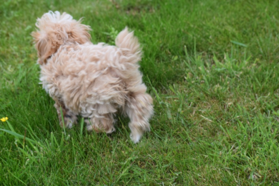 Maltipoo (reu) 64332