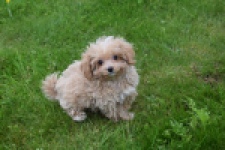 Maltipoo (reu) 64332