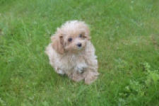 Maltipoo (reu) 64332