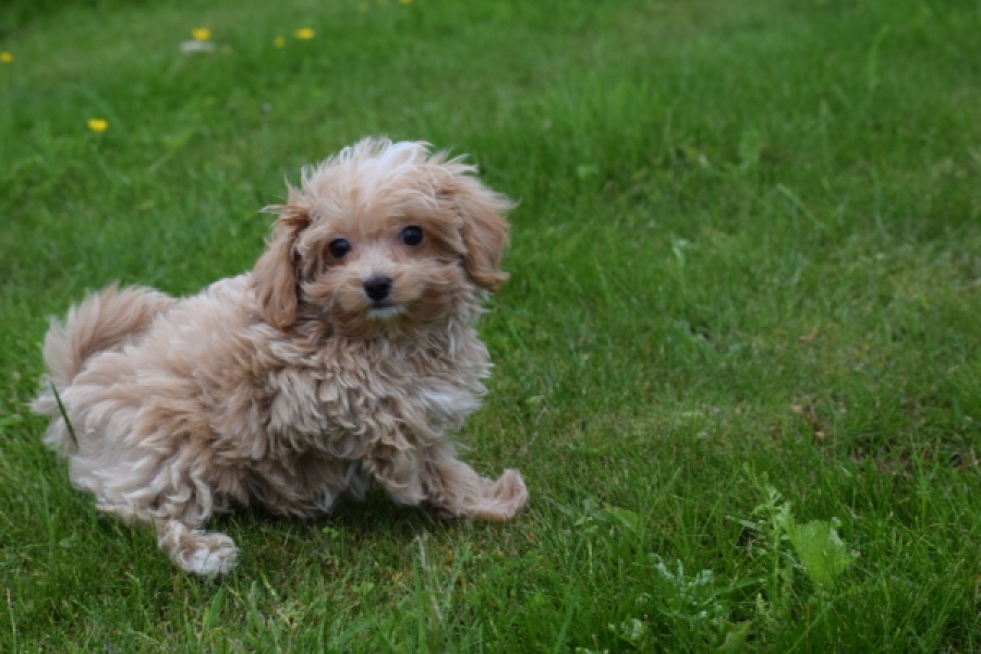 Maltipoo (reu) 64332