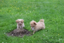 Maltipoo (reu) 64332
