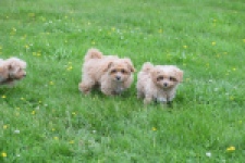 Maltipoo (reu) 64332
