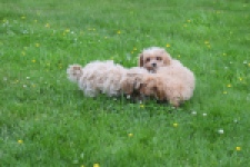 Maltipoo (reu) 64332