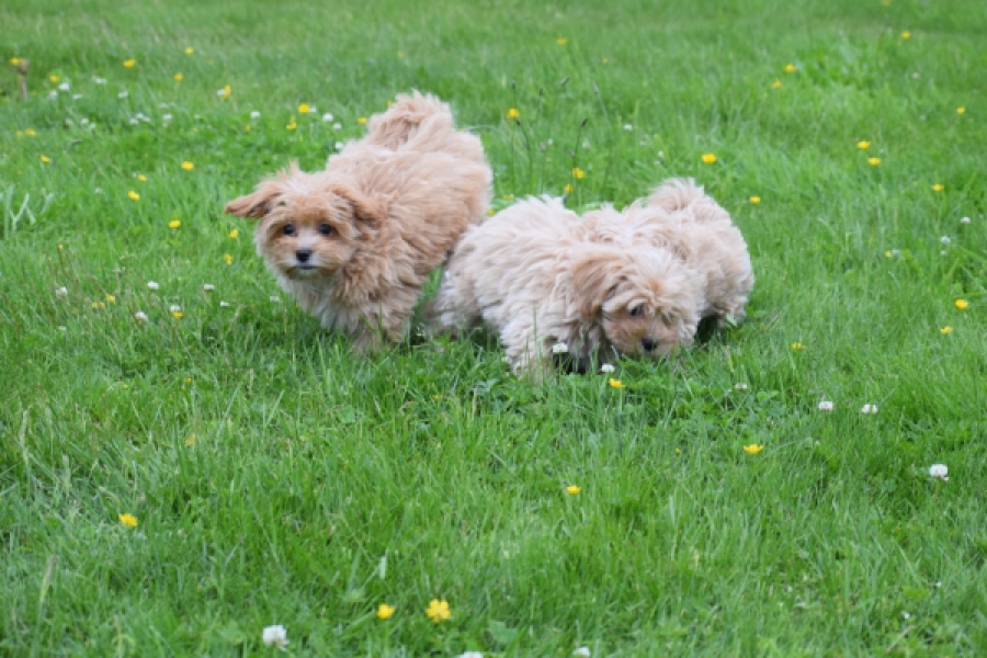 Maltipoo (teef) 64807
