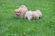 Maltipoo (teef) 64807