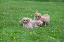 Maltipoo (teef) 64807