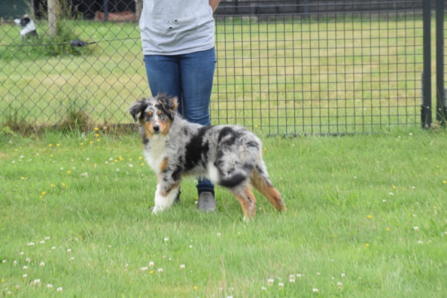 Australische herdershond (reu) 64848