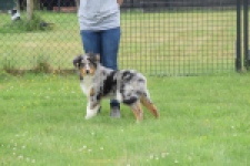 Australische herdershond (reu) 64848