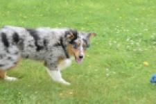 Australische herdershond (reu) 64848