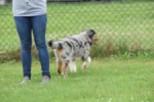 Australische herdershond (reu) 64848