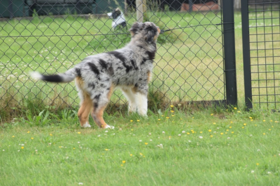 Australische herdershond (reu) 64848