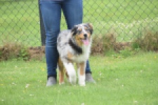Australische herdershond (reu) 64848