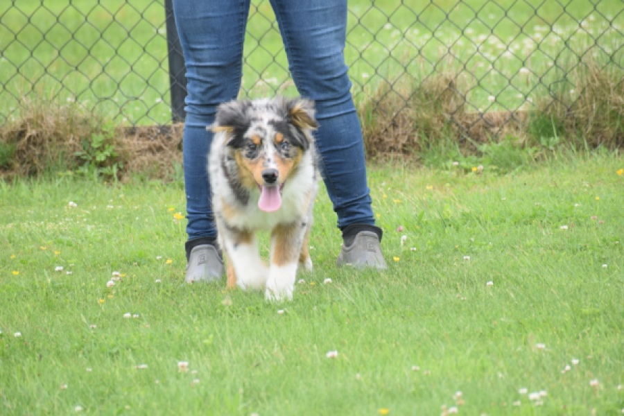 Australische herdershond (reu) 64848