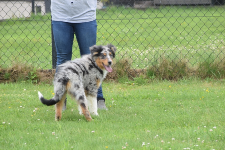 Australische herdershond (reu) 64848