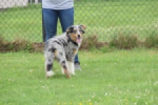 Australische herdershond (reu) 64848