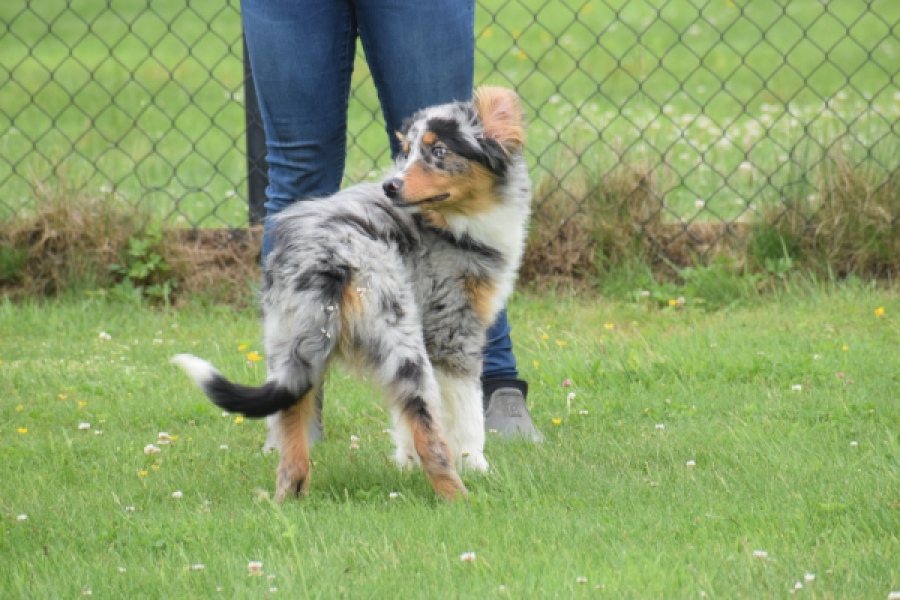 Australische herdershond (reu) 64848