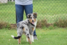 Australische herdershond (reu) 64848