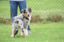 Australische herdershond (reu) 64848
