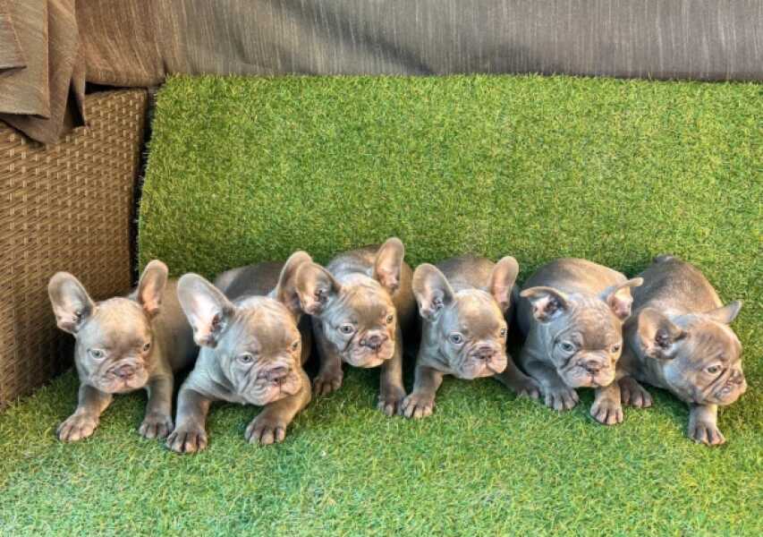 Franse bulldog nestje 