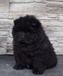 Chow chow