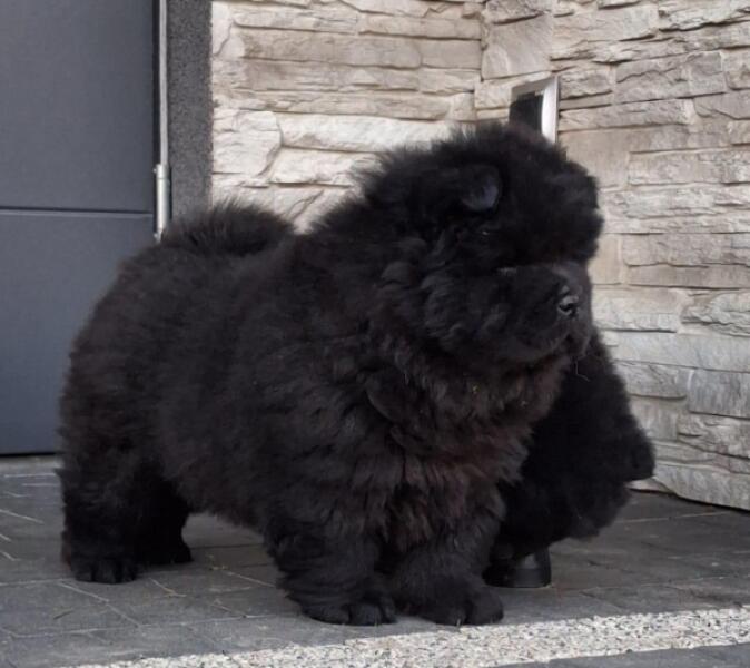 Chow chow