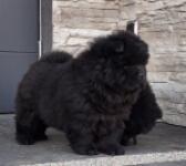 Chow chow