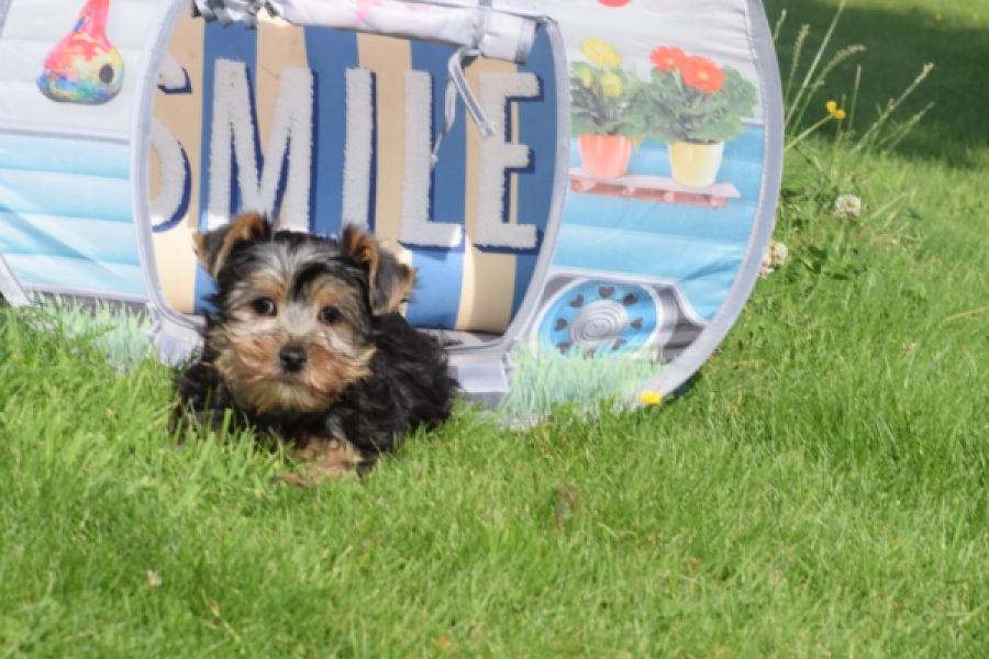 Yorkshire Terrier (reu) 64507