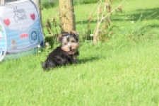 Yorkshire Terrier (reu) 64507