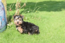 Yorkshire Terrier (reu) 64507