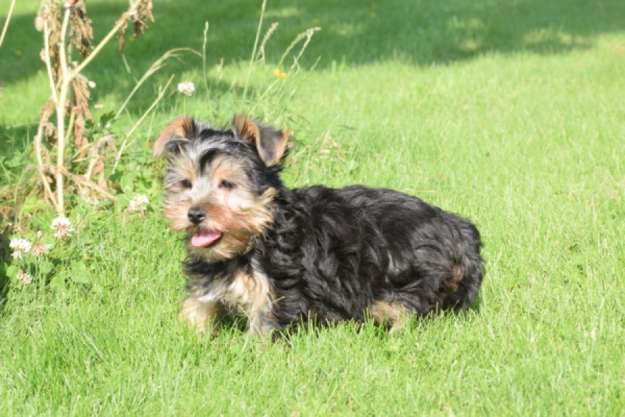 Yorkshire Terrier (reu) 64507