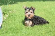 Yorkshire Terrier (reu) 64507