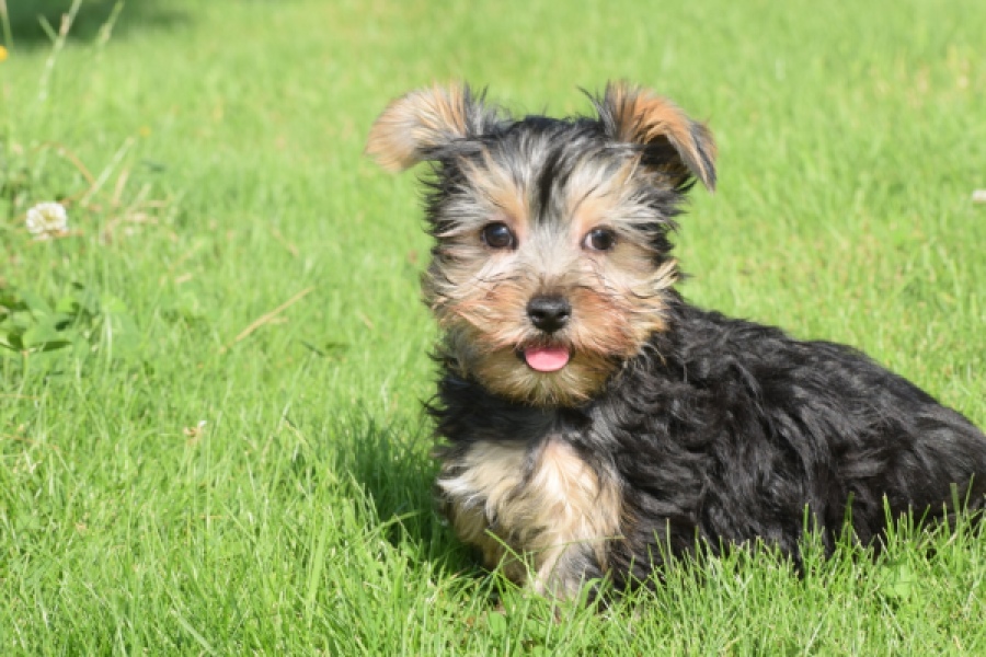 Yorkshire Terrier (reu) 64507